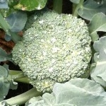 Lessons From The Garden