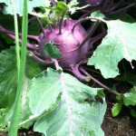 Lessons From The Garden