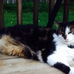 Brain Healthy Tips From The Cat