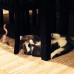 Brain Healthy Tips From The Cat