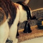 Brain Healthy Tips From The Cat