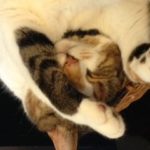 Brain Healthy Tips From The Cat