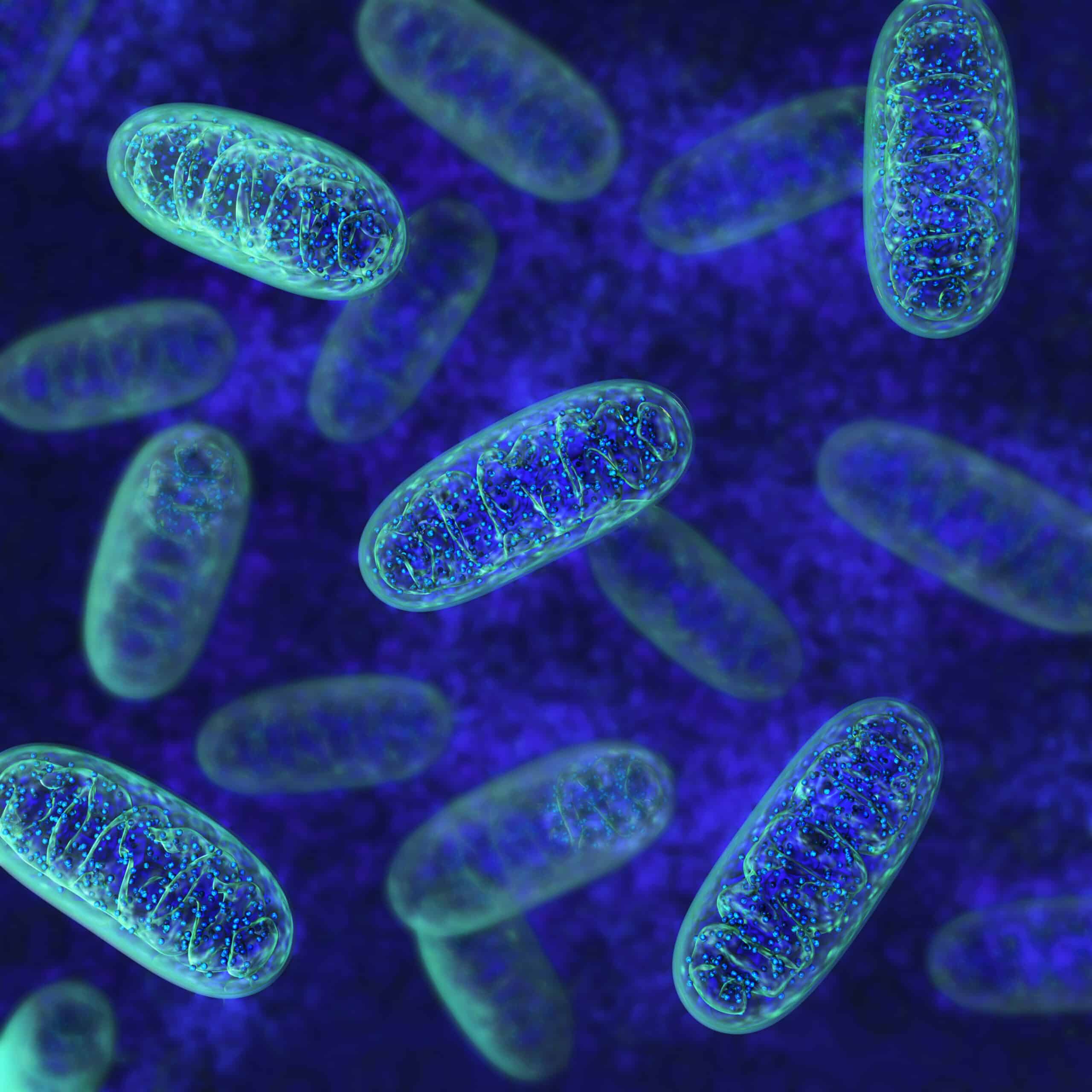 What Is The Role Of Mitochondria During Cellular Respiration