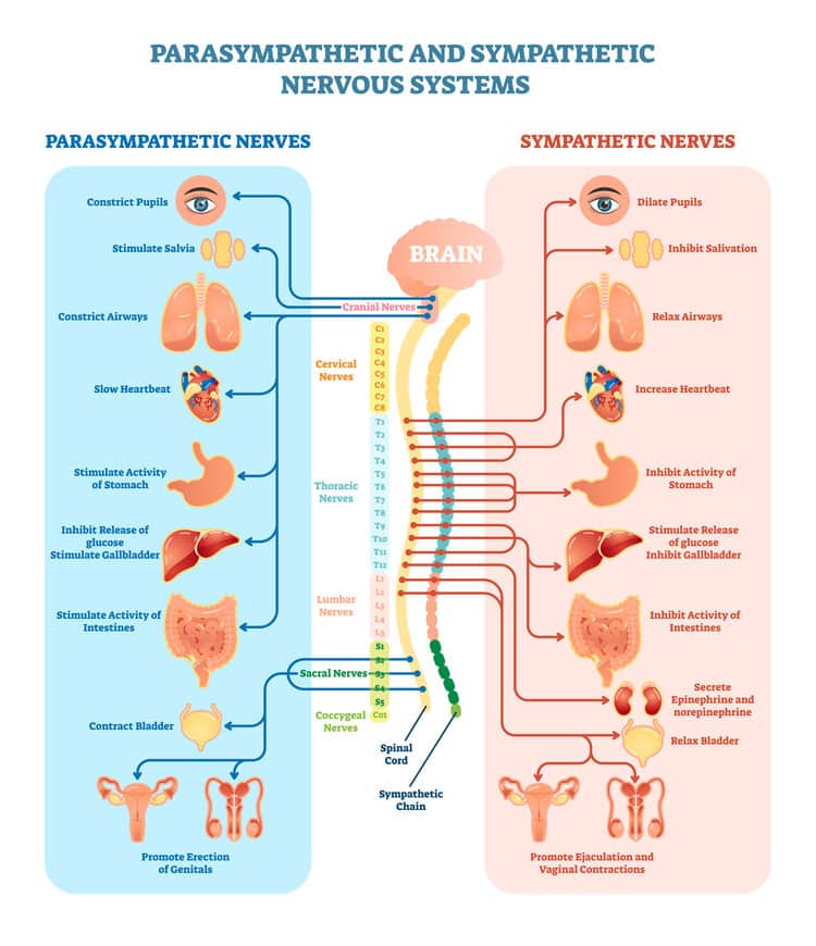 10 Easy Ways to Stimulate Your Vagus Nerve to Reduce Stress